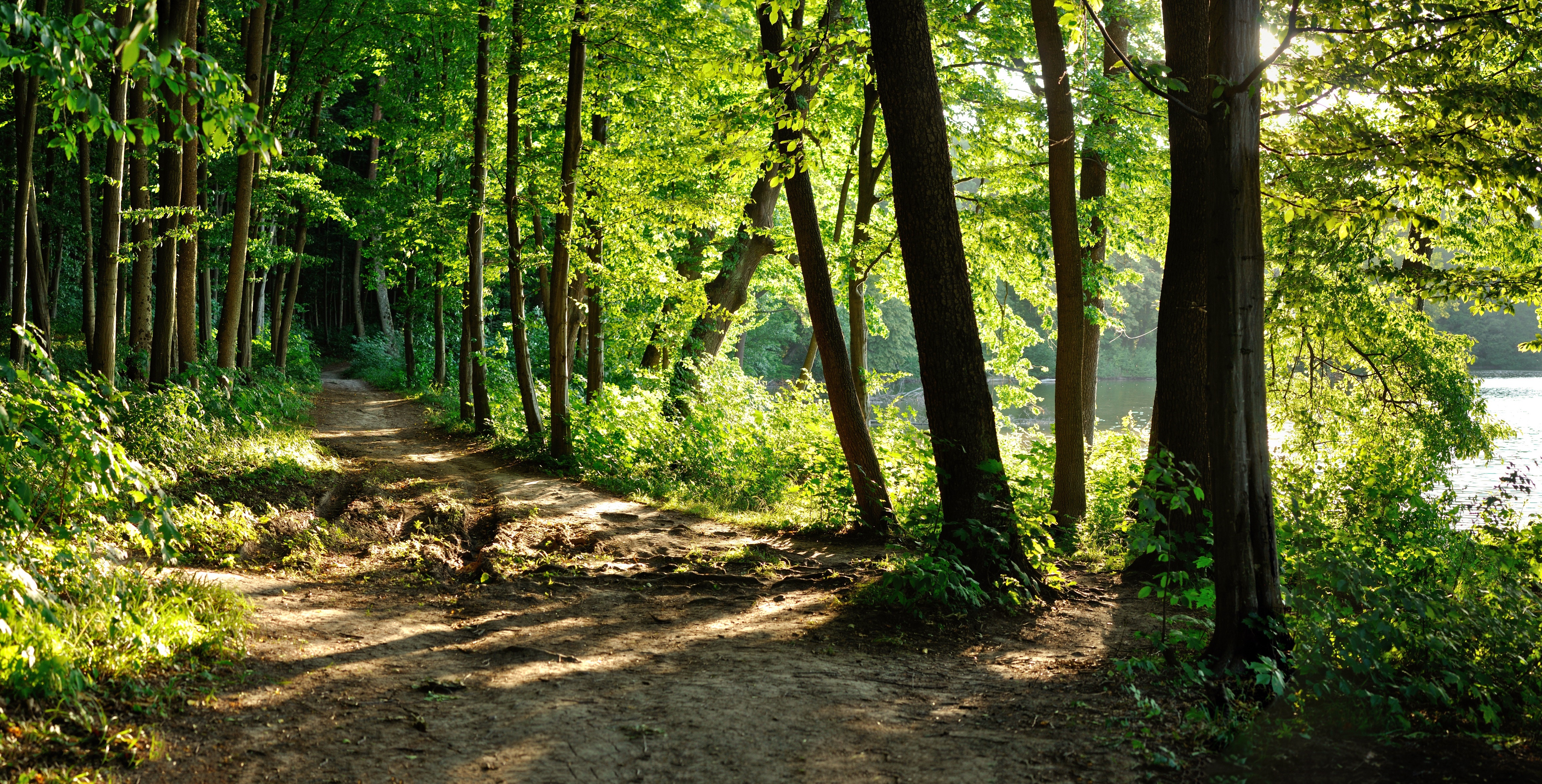 Forest Trail dappled with sunshine withunknown destination