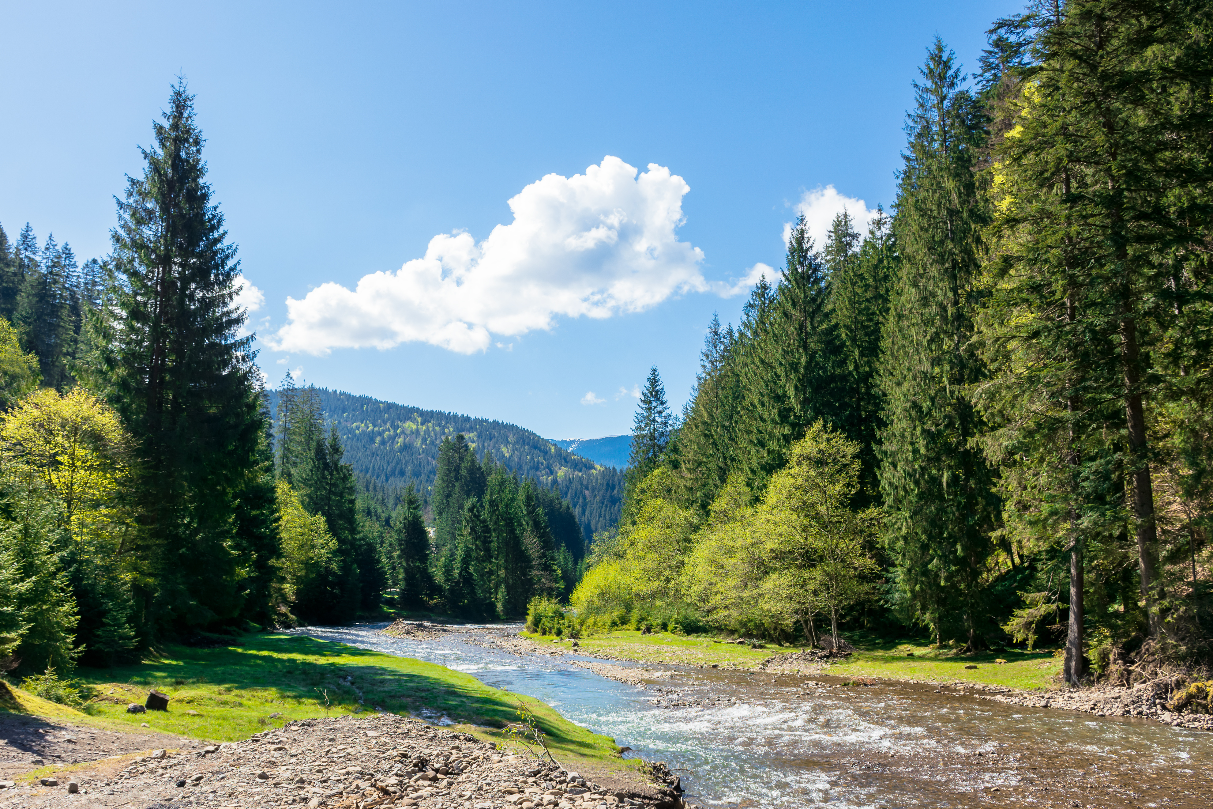 pine trees along a shallow stream with Ukrainian mountains in the background and a large white cloud in the sky