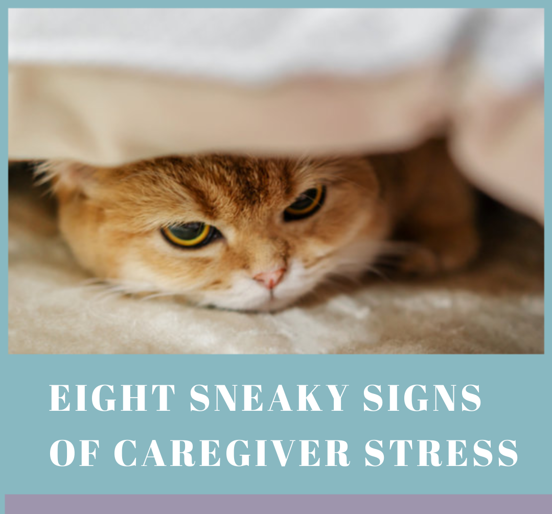 Sad Cat hiding under the bed