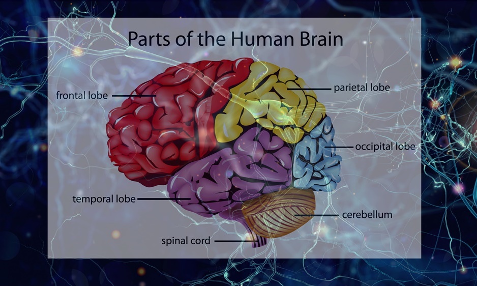 Parts of the Human Brain